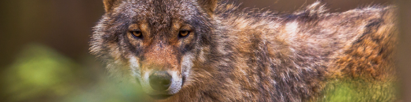 SG24-25_wolf_head_large.jpg