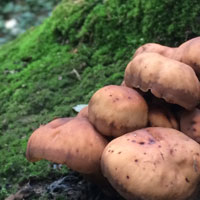 Een groepje paddestoelen met bruine hoed.