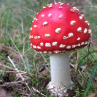 Een vliegenzwam: rood met witte stippen