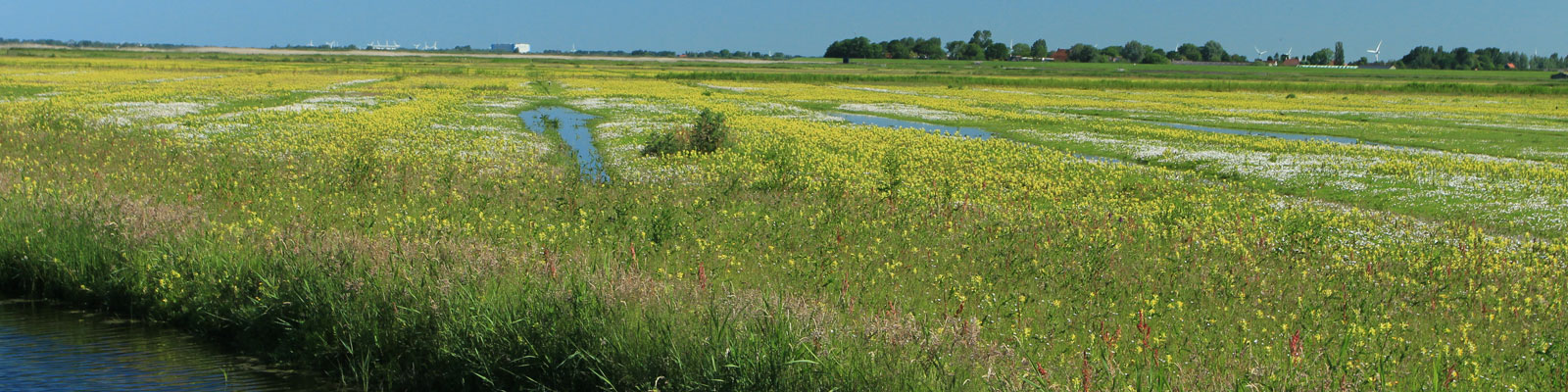 NW_Wereldwijd_Onderzoek_Herstel_Biodiversiteit_head_large.jpg