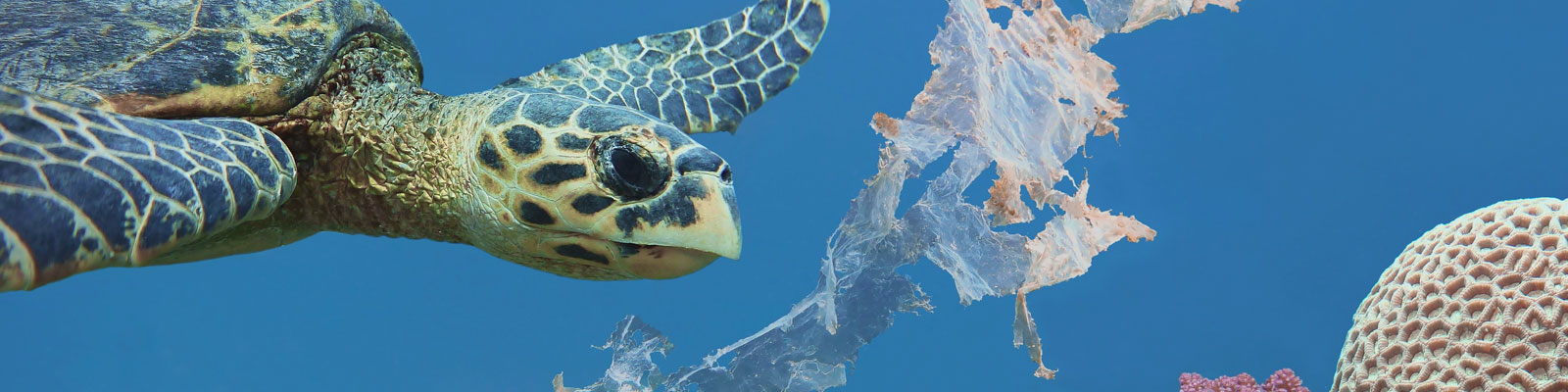 NW_MarineLitter_Karetschildpad_15871_head_large.jpg