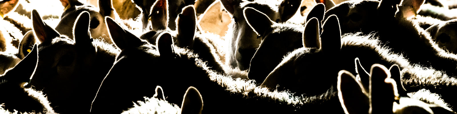 NW_ecohealth_16237_head_large.jpg