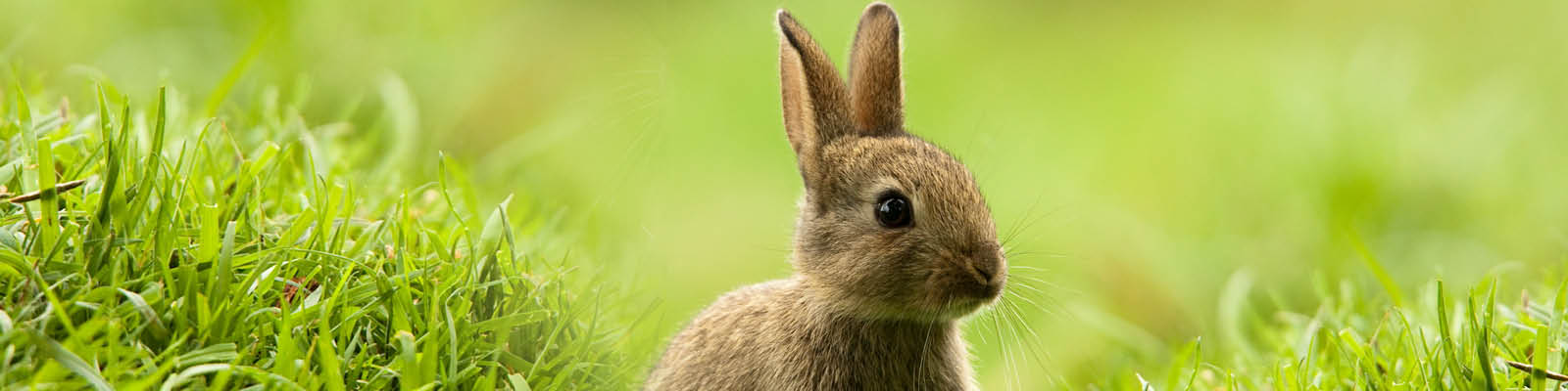 Biodiversiteit_head_large.jpg